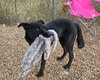 Roxie - Photo 3