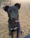 Roxie - Photo 4