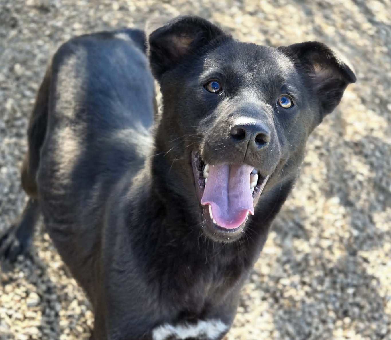 Roxie Image