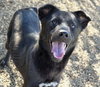 Roxie - Photo 1