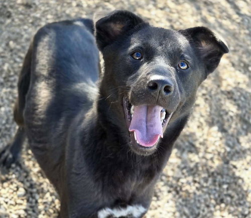 ROXIE - Feist / Shepherd available for adoption