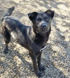Roxie - Photo 2