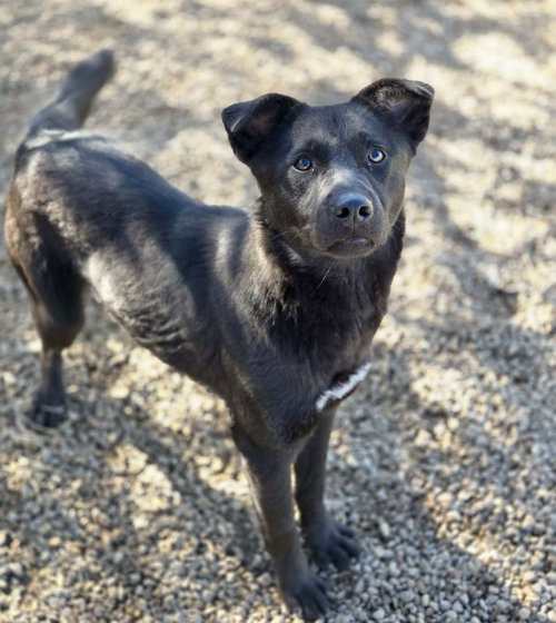 ROXIE - Feist / Shepherd available for adoption