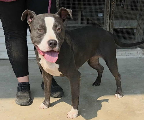 ZELDA - Pit Bull Terrier available for adoption