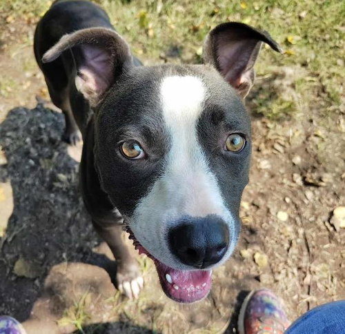 picture of the dog needing adoption
