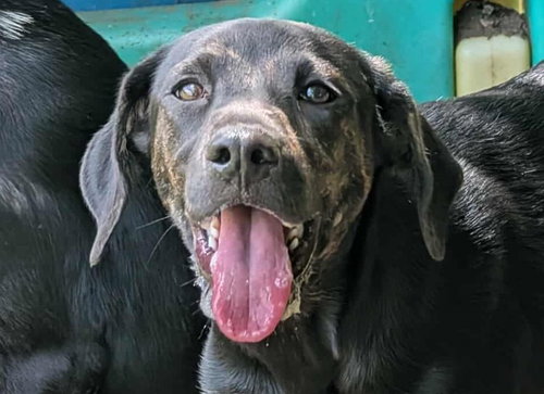 picture of the dog needing adoption
