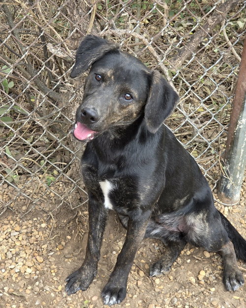WANDA - Hound / Mountain Cur available for adoption