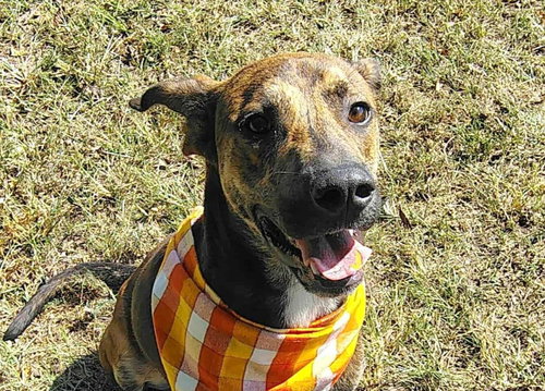 picture of the dog needing adoption