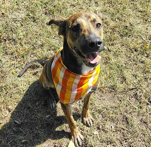 ROCKY - Mountain Cur available for adoption
