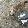 Rocky - Photo 3