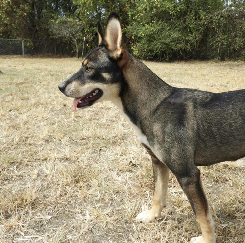 JENNA - Australian Kelpie / Australian Cattle Dog/Blue Heeler available for adoption