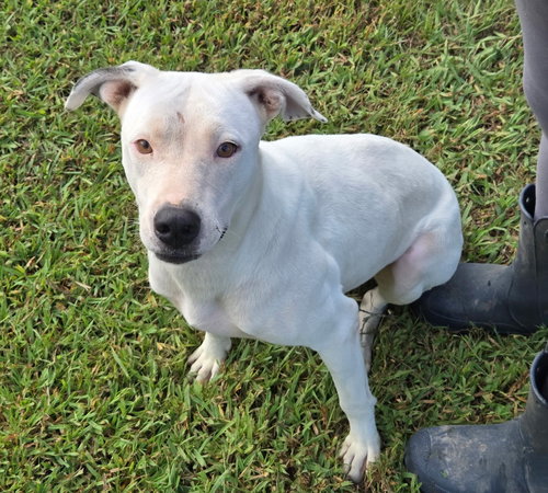 picture of the dog needing adoption