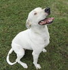 Opal - Photo 2
