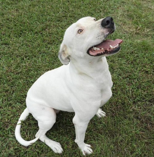 OPAL - Terrier available for adoption