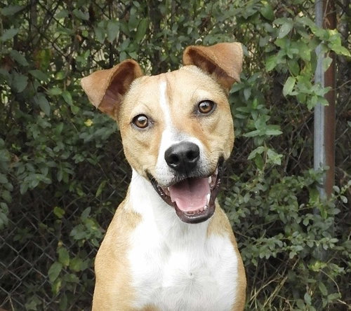 picture of the dog needing adoption