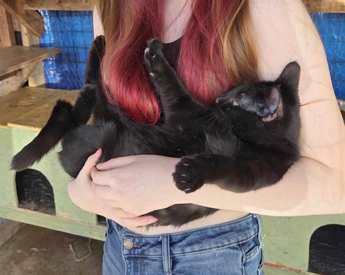 WAFFLES - Domestic Short Hair available for adoption