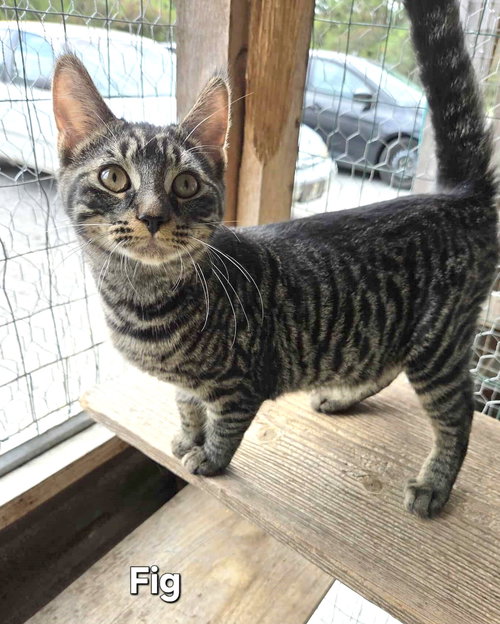 picture of the cat needing adoption