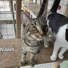 Niblet - Photo 1