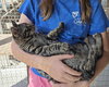 Niblet - Photo 2