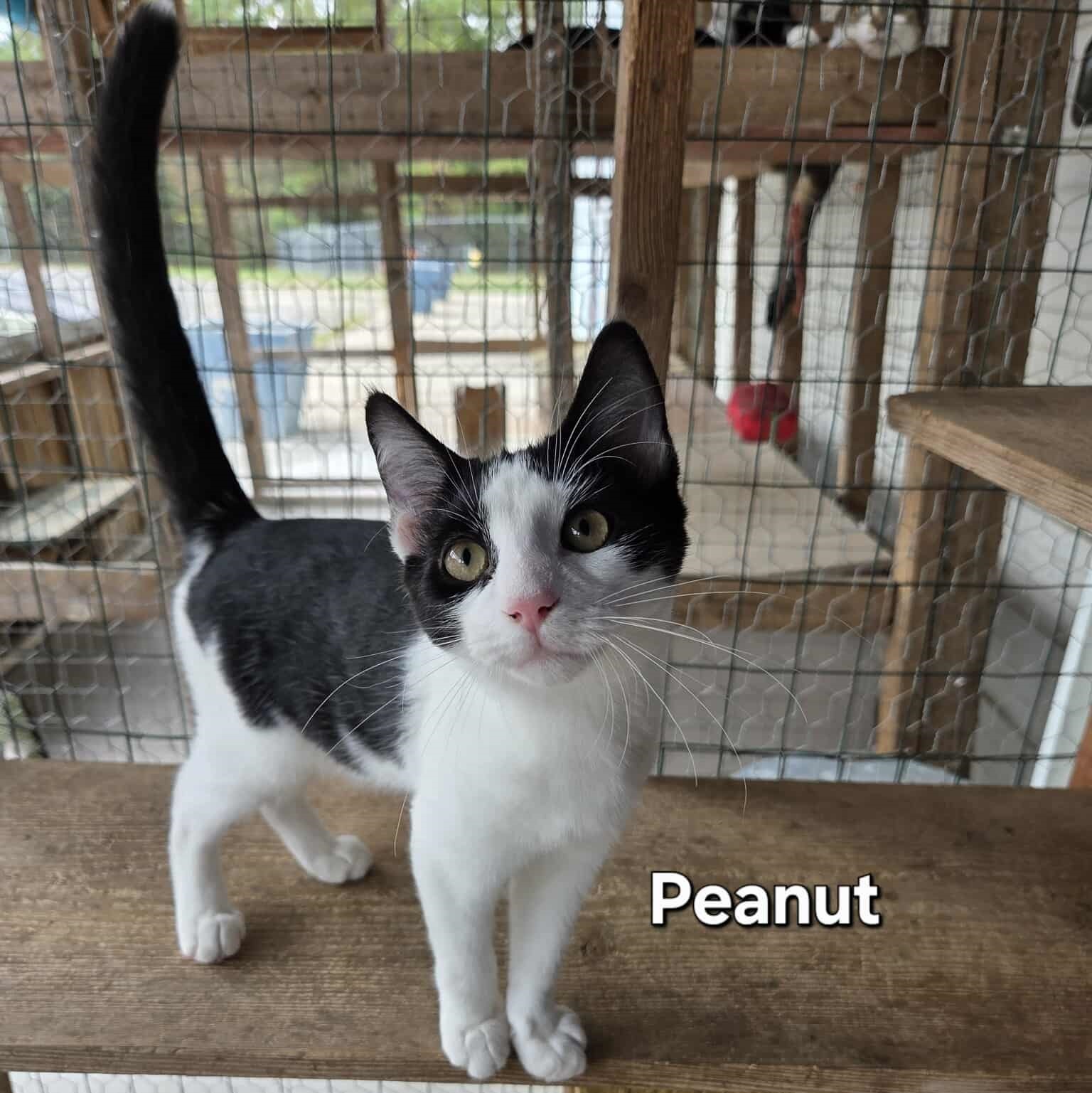 Peanut Image