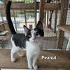 Peanut - Photo 1