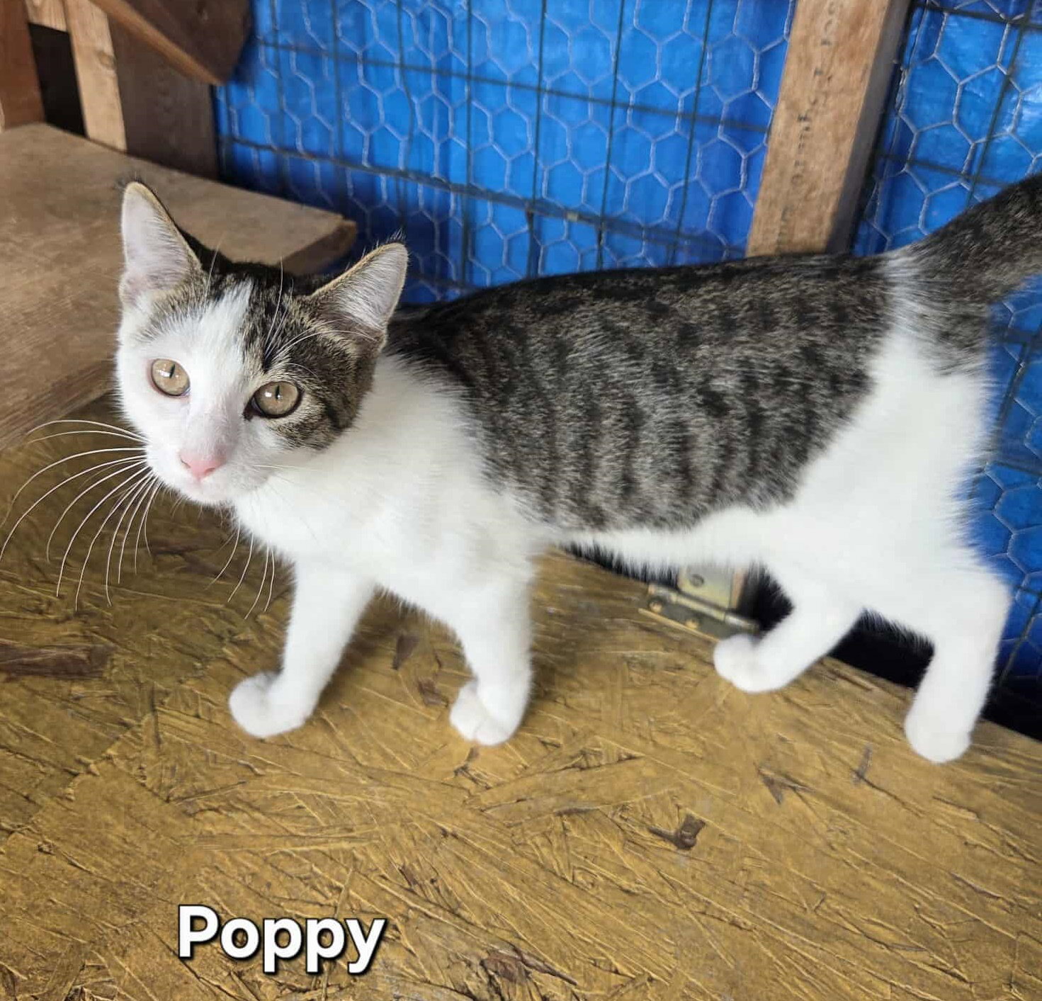 Poppy Image