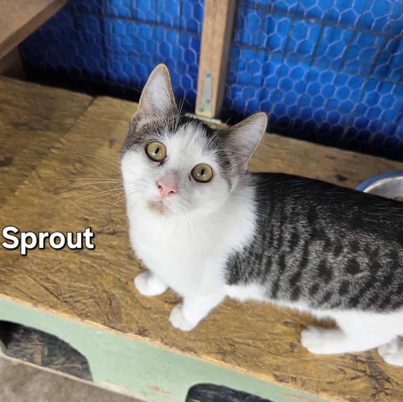 Sprout Image