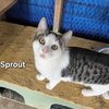 Sprout - Photo 1