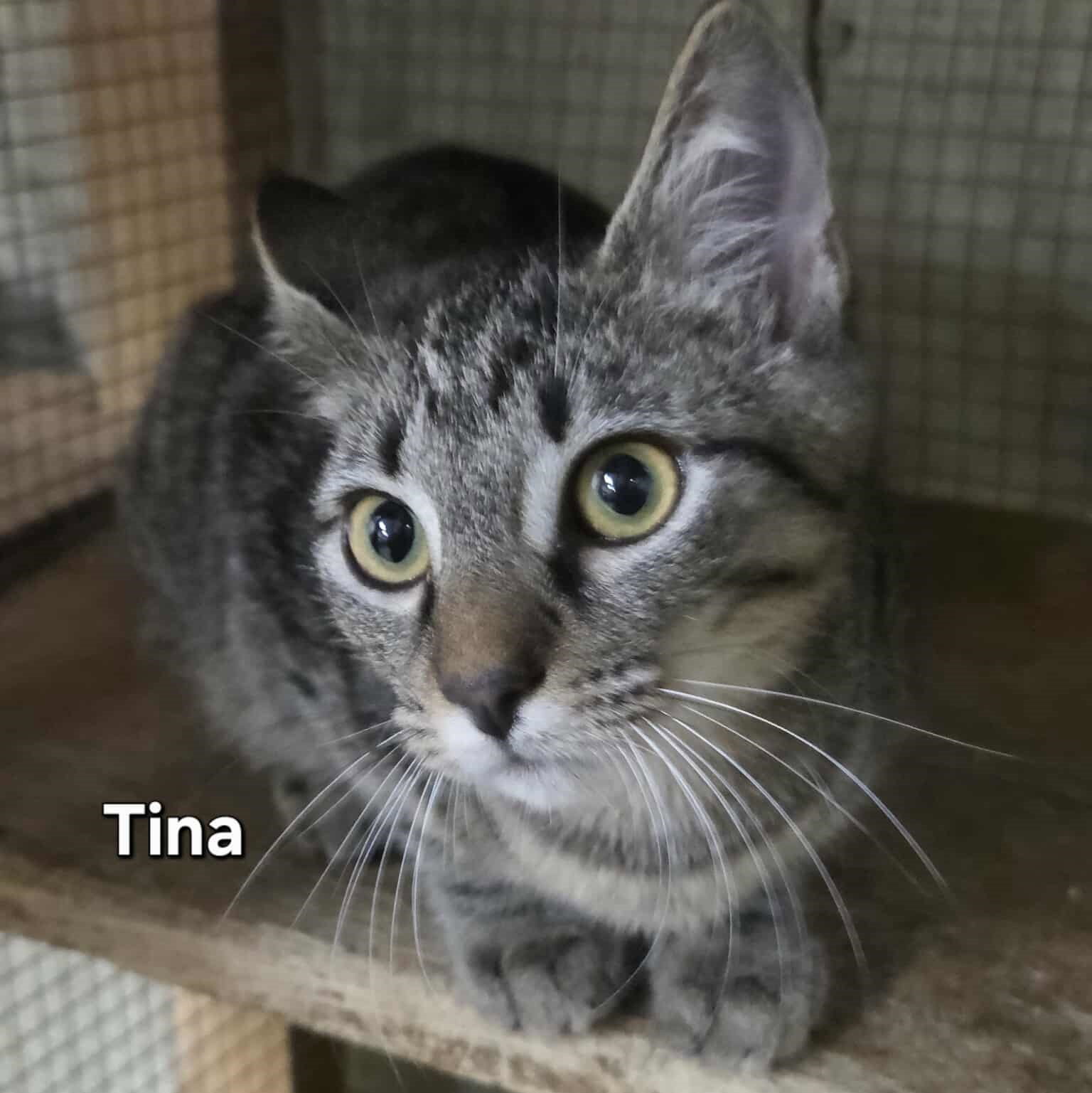 Tina Image