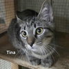 Tina - Photo 1