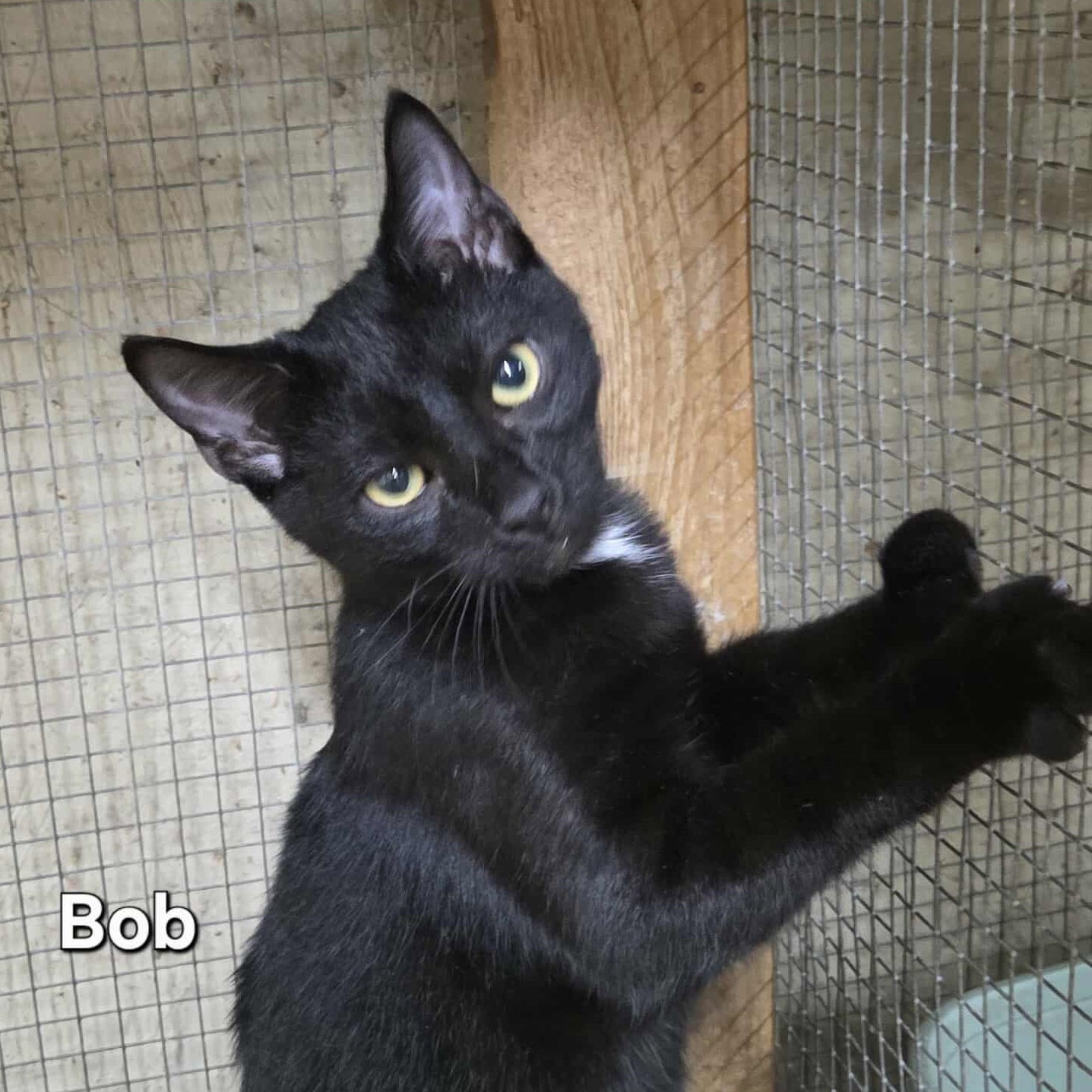 Bob Image