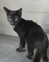 Bob - Photo 2