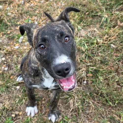 MOCHA - Mountain Cur / Terrier available for adoption