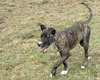 Mocha - Photo 3