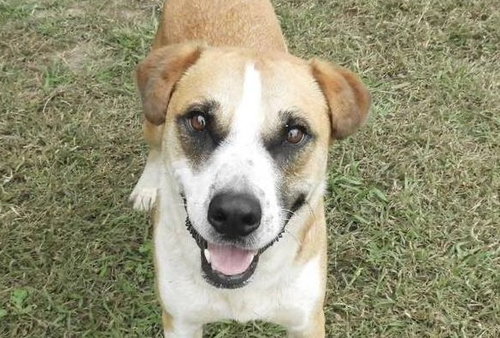picture of the dog needing adoption