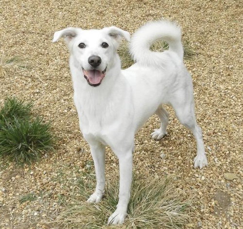 BENNY - Husky available for adoption
