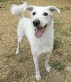 Benny - Photo 3