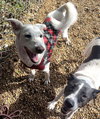 Benny - Photo 4