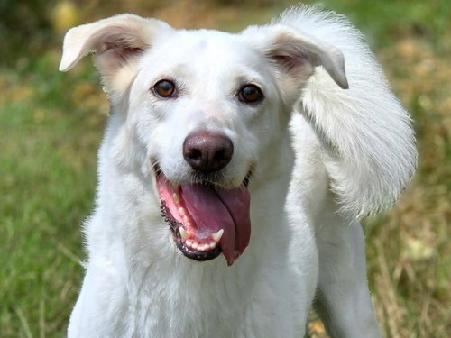 Benny, a dog for adoption from Calhoun County Humane Society, Inc.