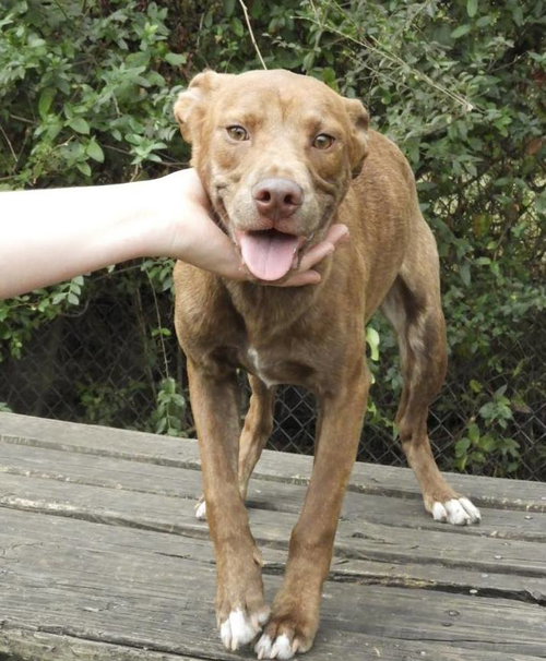 LEROY - Mountain Cur / Hound available for adoption