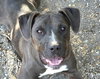 Rigby - Photo 1
