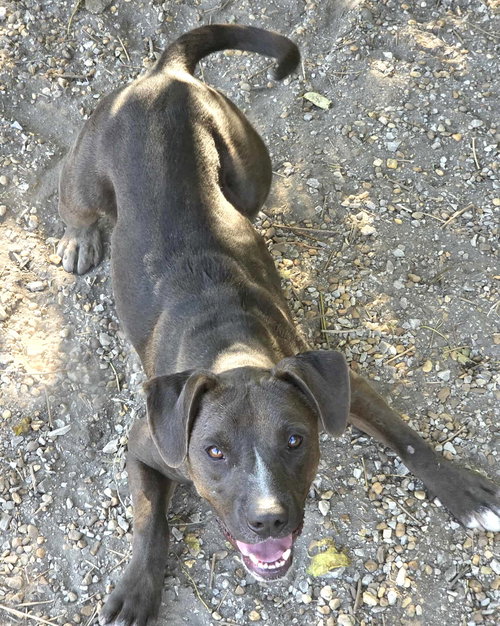 RIGBY - Weimaraner / Terrier available for adoption