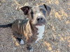 Rigby - Photo 3