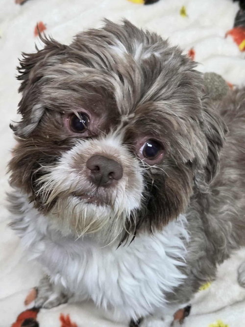 BEAR - Shih Tzu available for adoption