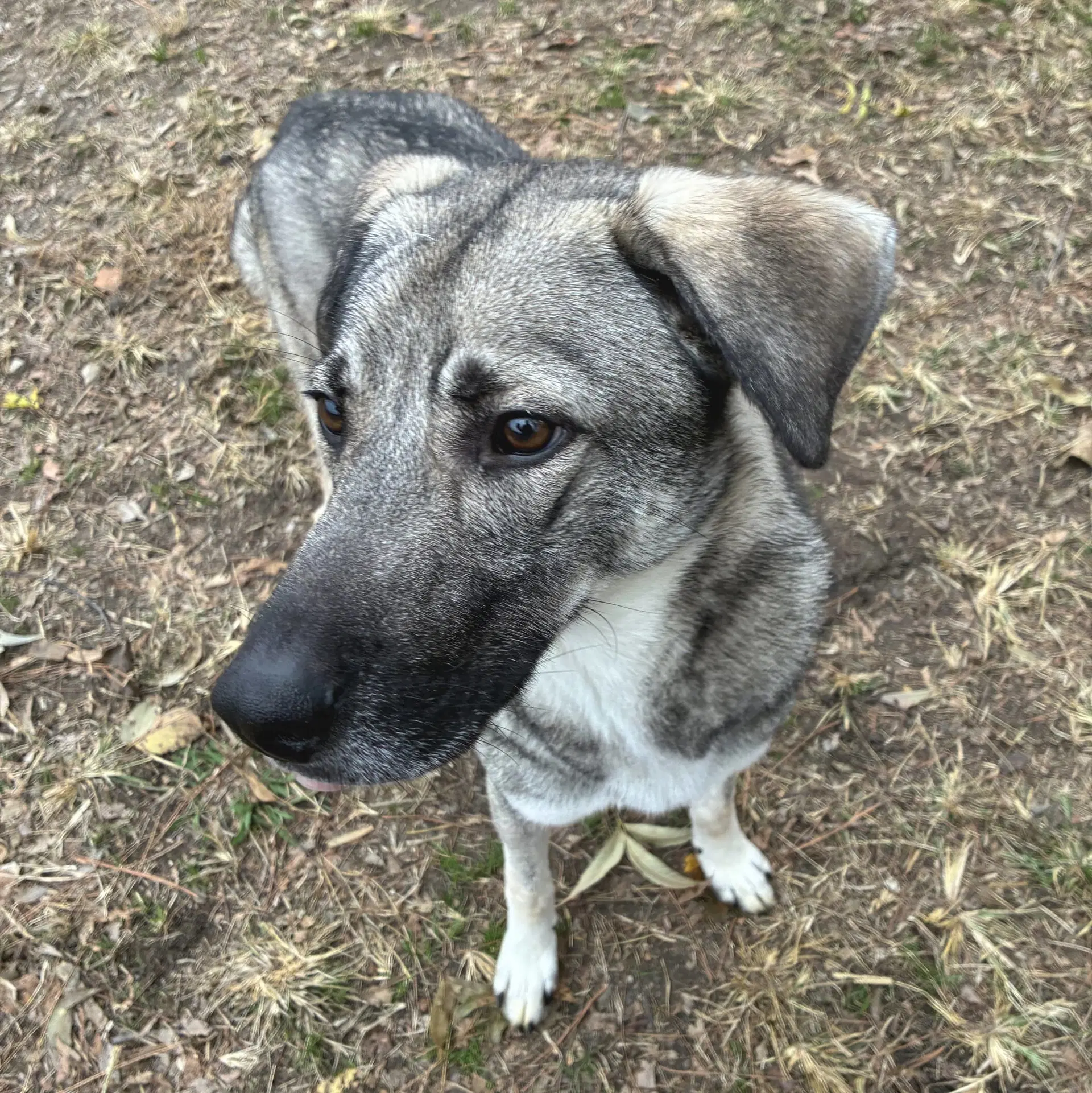 Barnum - German Shepherd Dog