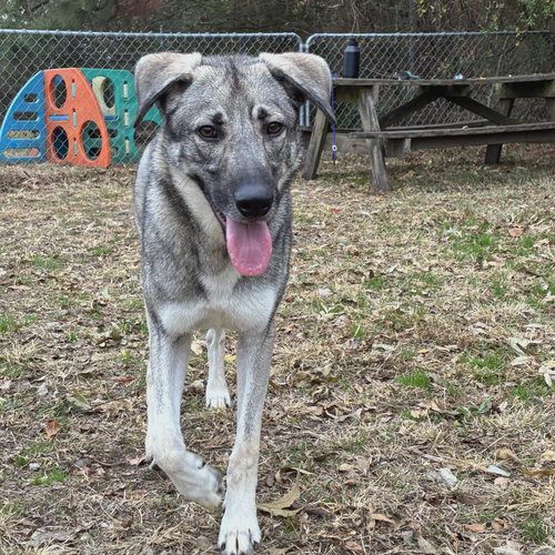 BARNUM - German Shepherd Dog available for adoption