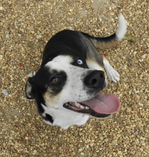 picture of the dog needing adoption