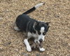 Balto - Photo 2