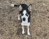 Balto - Photo 3