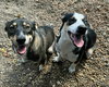 Balto - Photo 4
